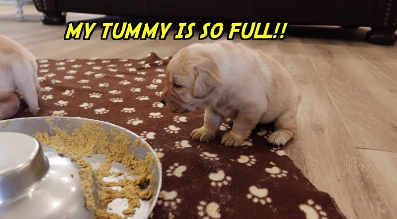 ラブラドールレトリーバー,動画