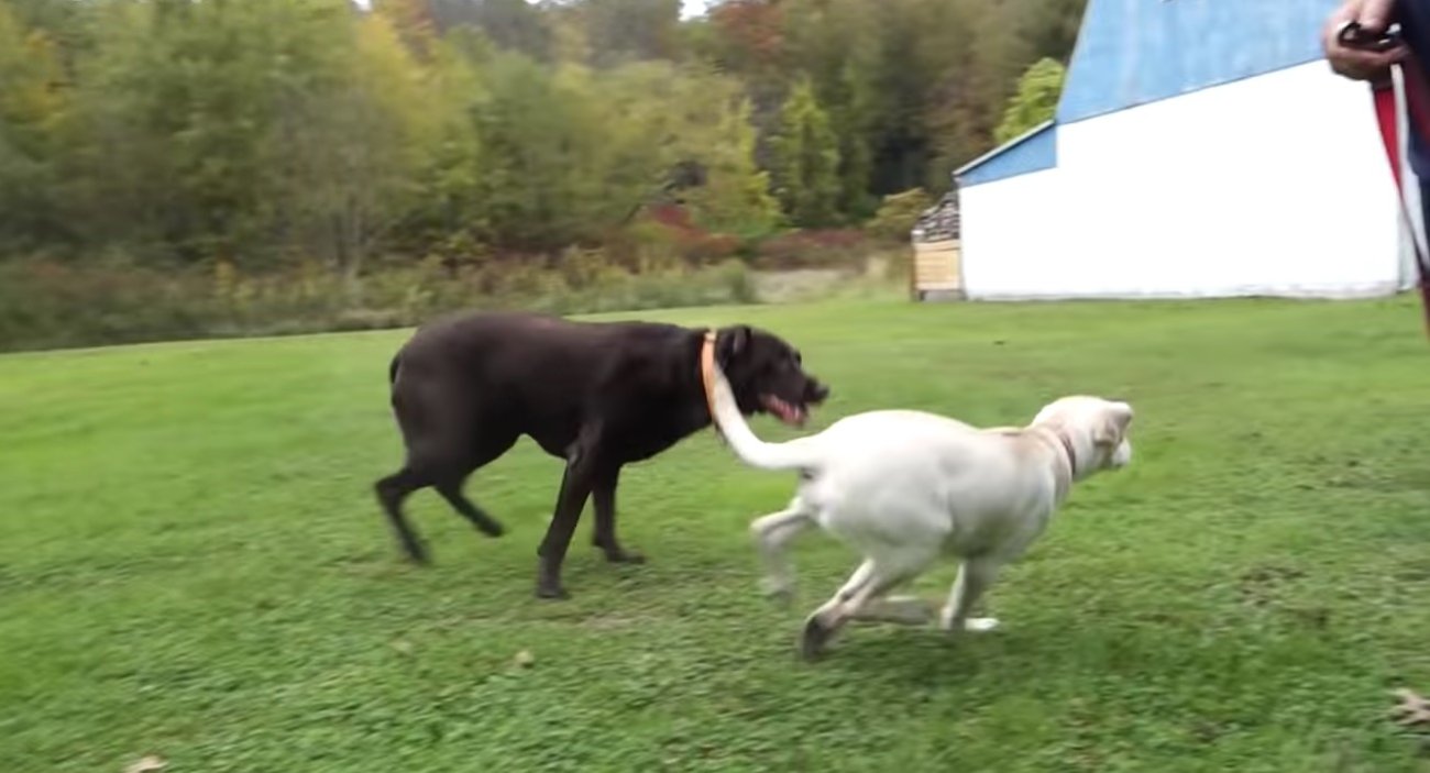 ラブラドールレトリーバー,動画
