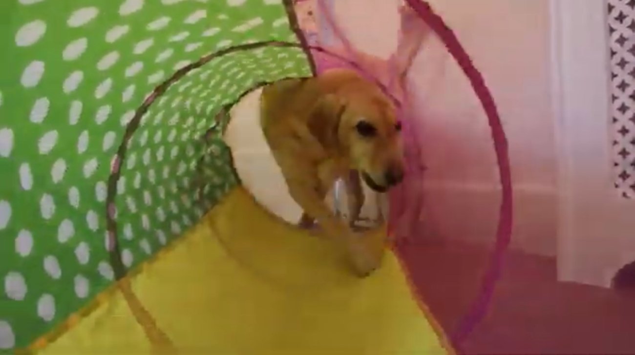 ラブラドールレトリーバー,動画