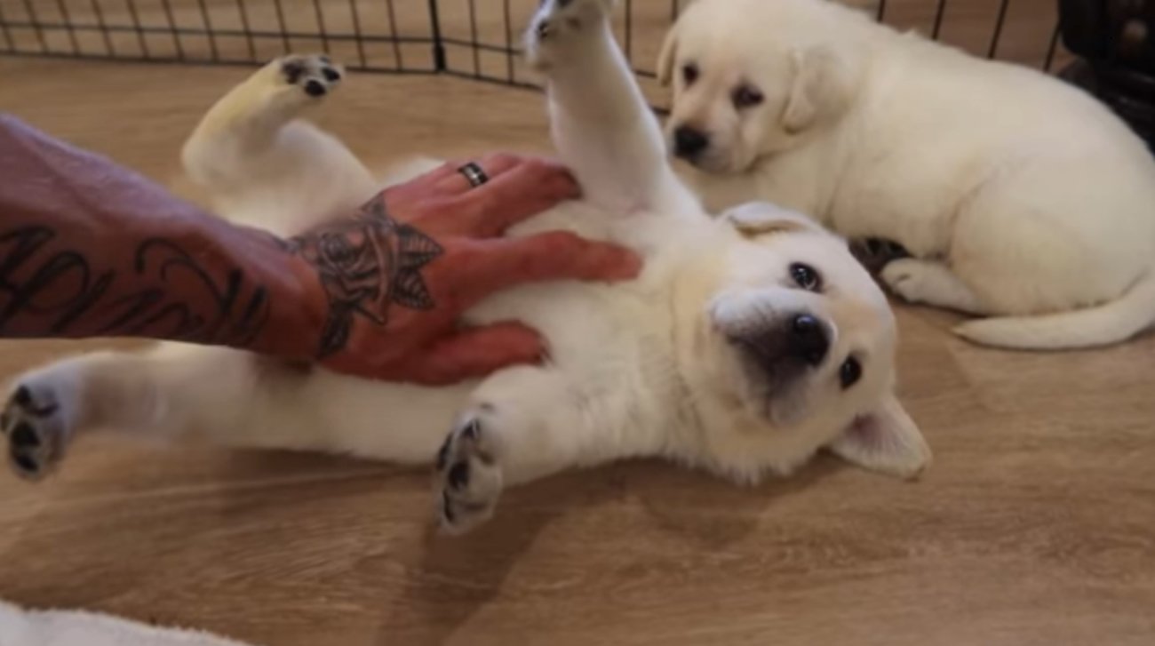 ラブラドールレトリーバー,動画