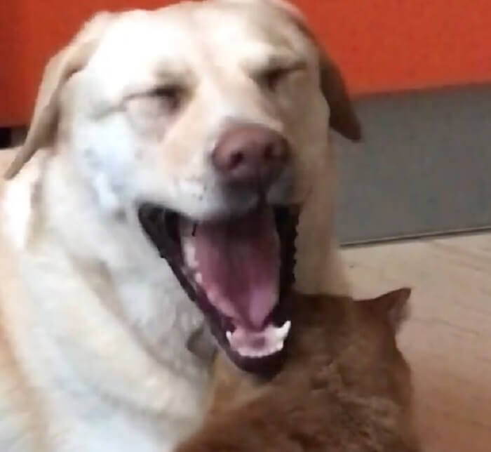 ラブラドールレトリーバー,動画