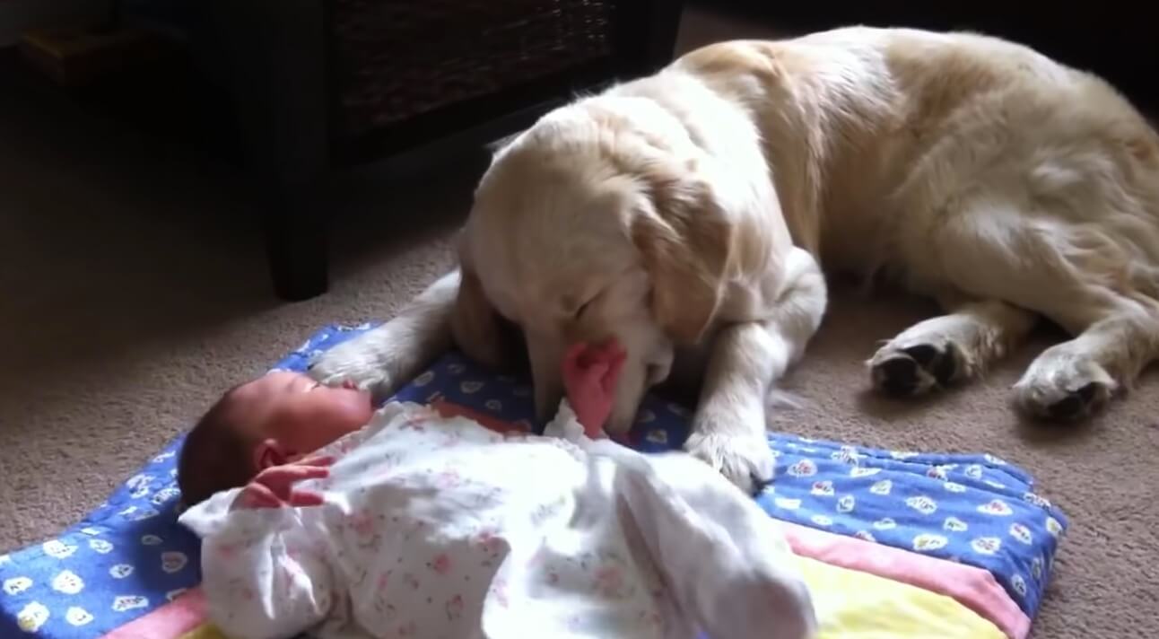 ゴールデンレトリーバー,動画