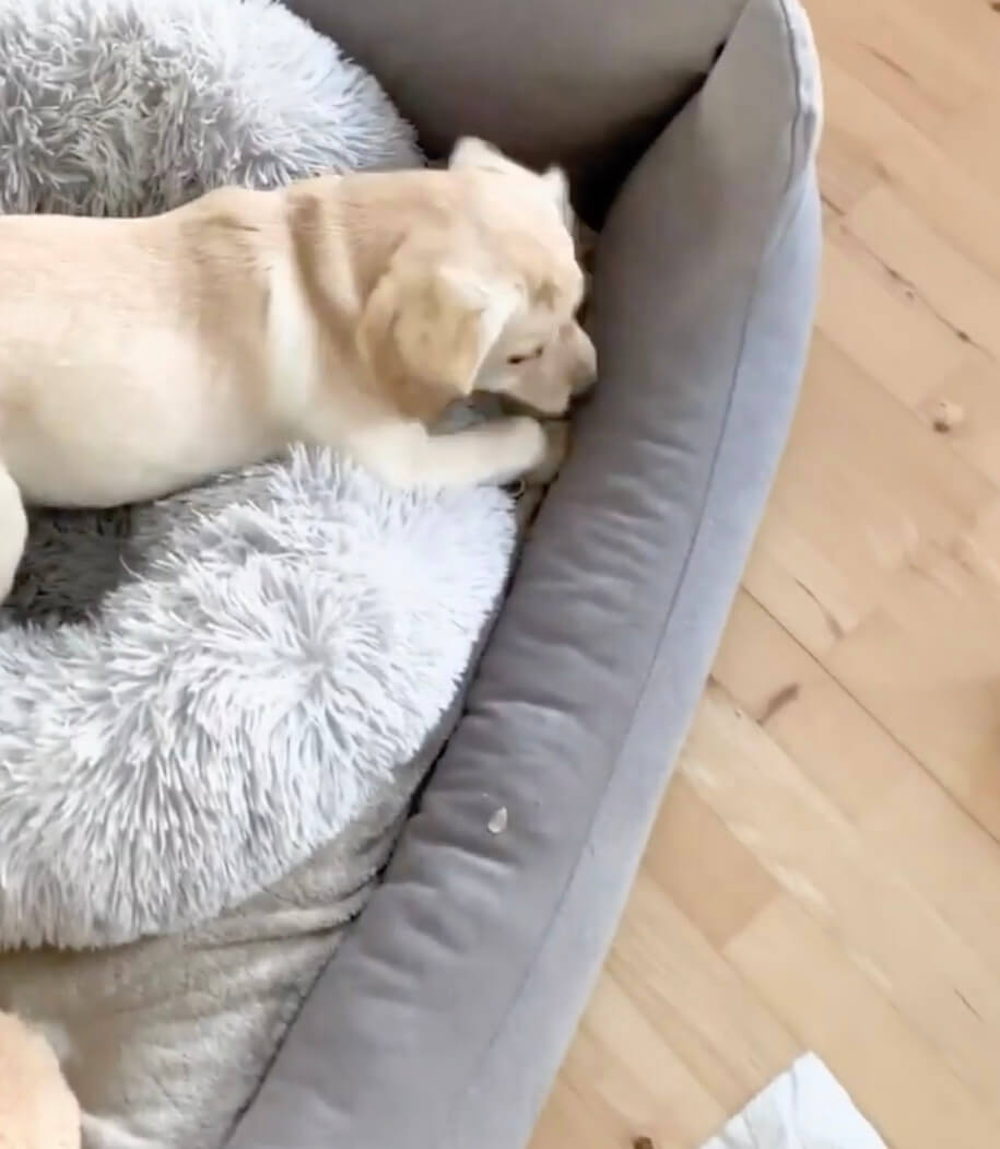 ラブラドールレトリーバー,動画