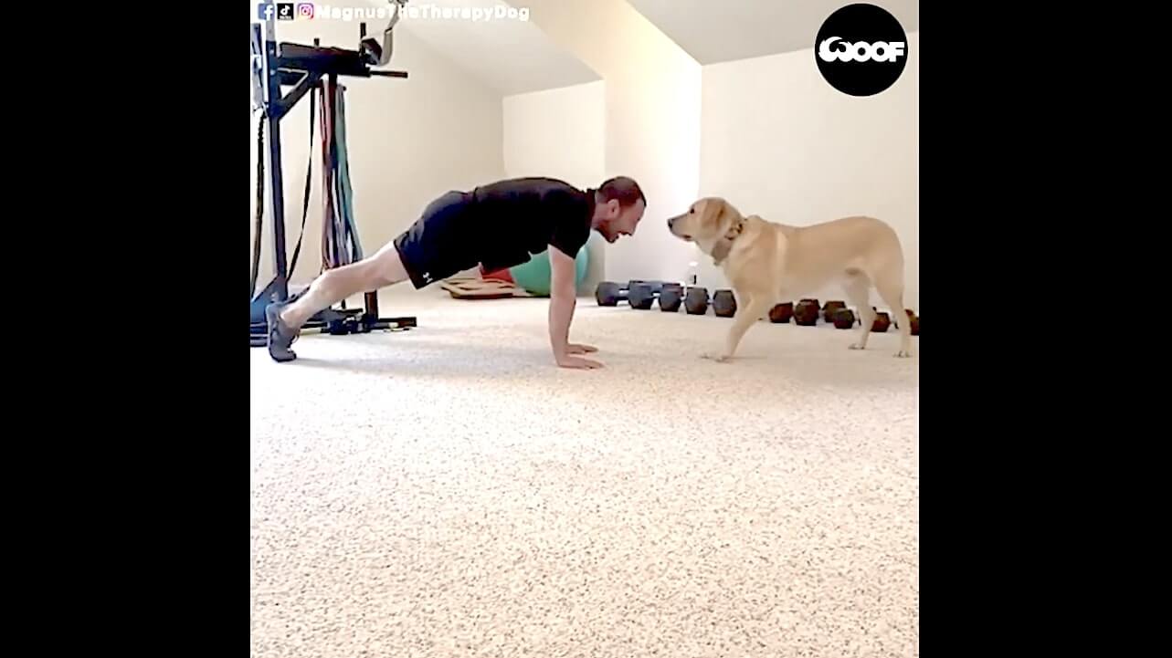 ラブラドールレトリーバー,動画