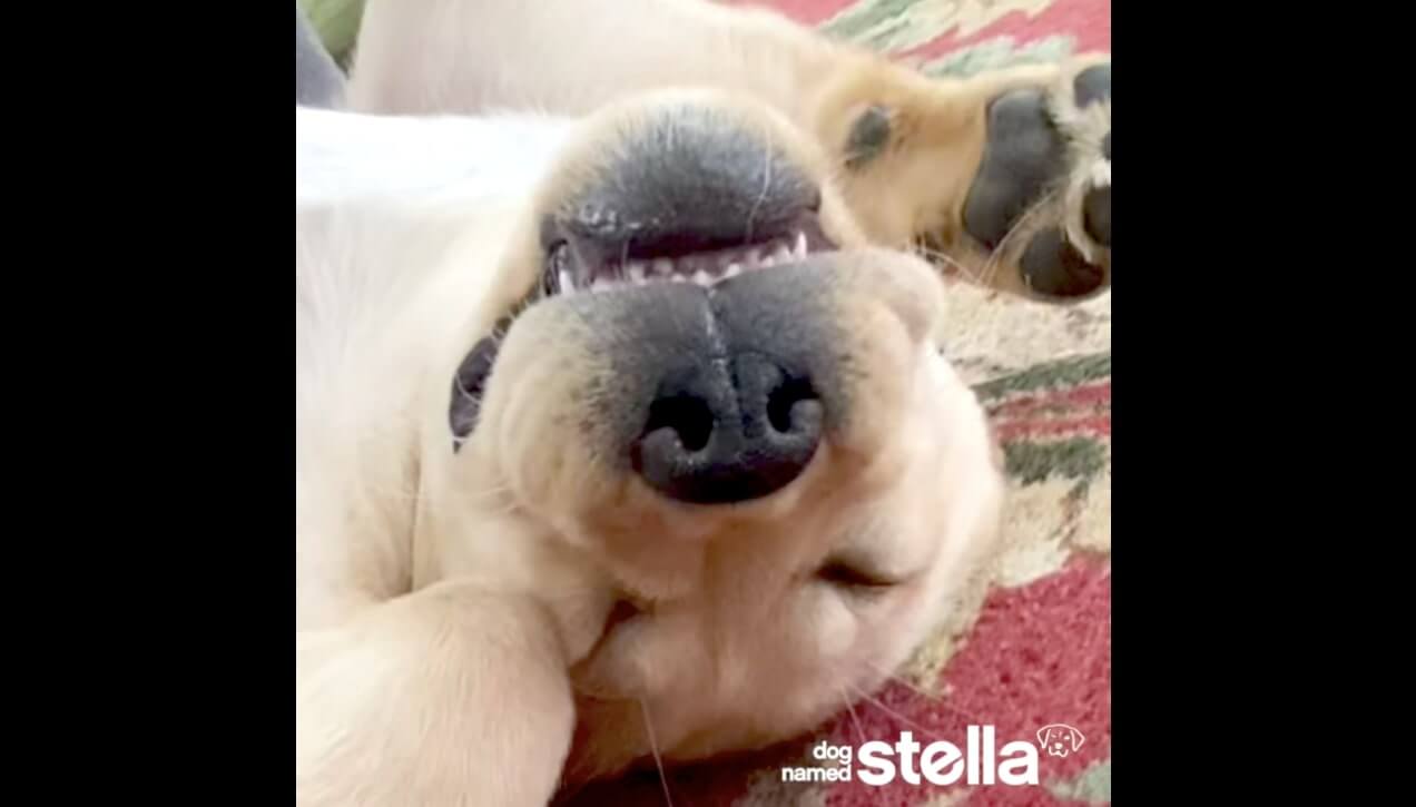 ラブラドールレトリーバー,動画