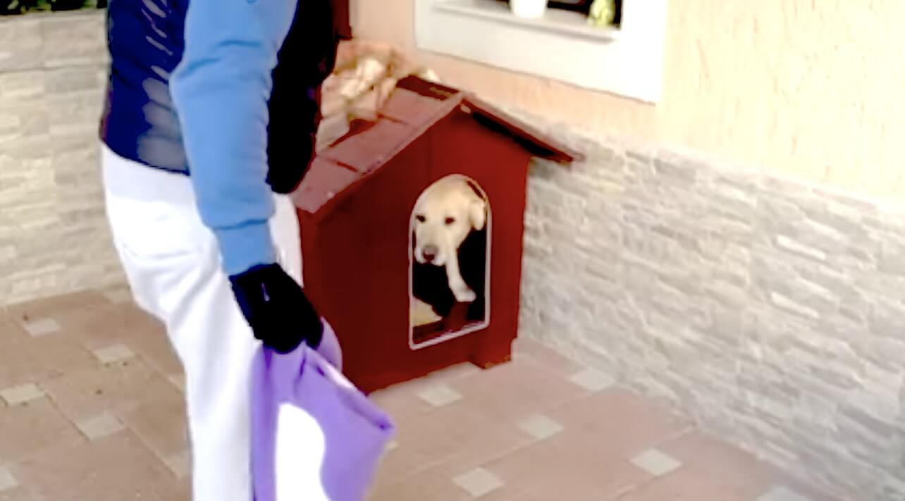 ラブラドールレトリーバー,動画