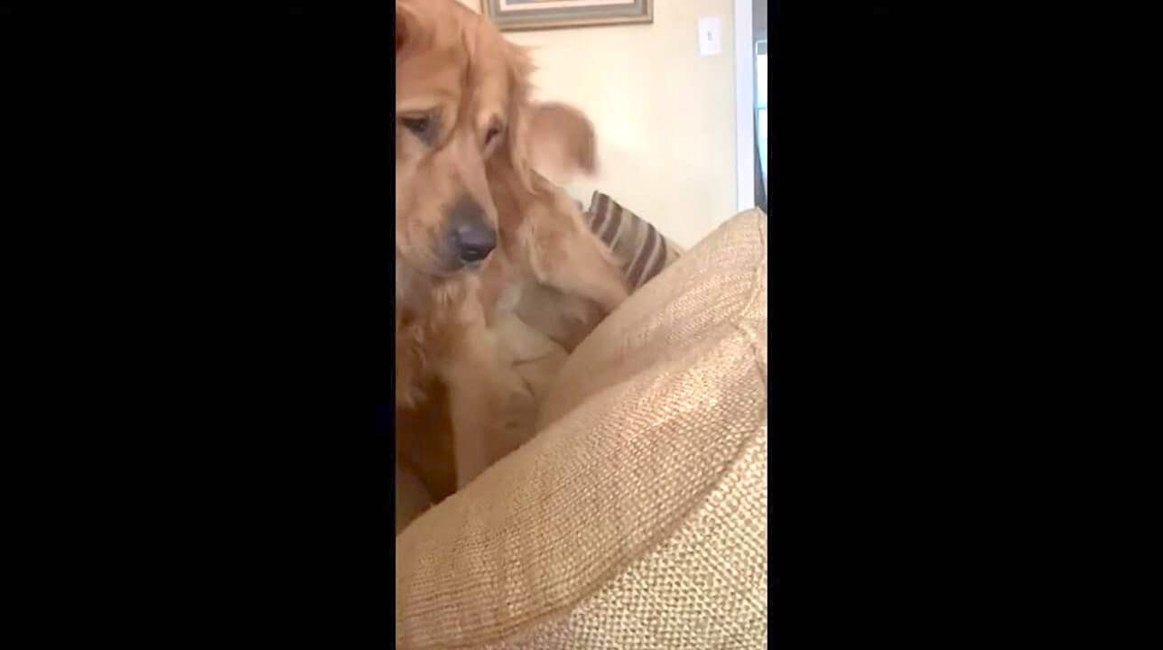 ゴールデンレトリーバー,動画