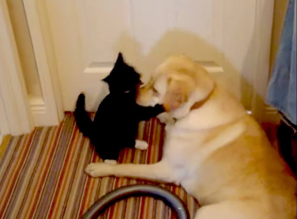 ラブラドールレトリーバー,動画