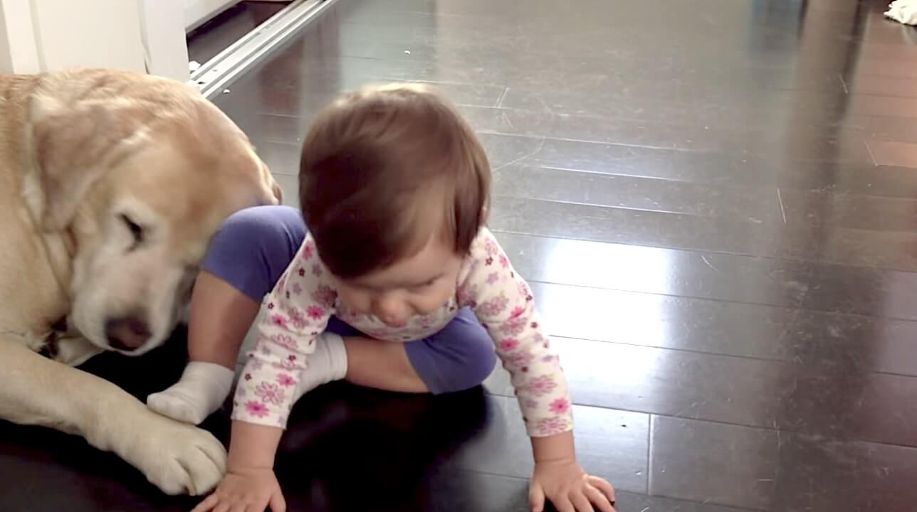 ラブラドールレトリーバー,動画