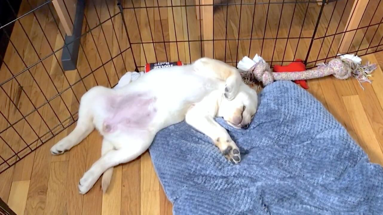 ラブラドールレトリーバー,動画