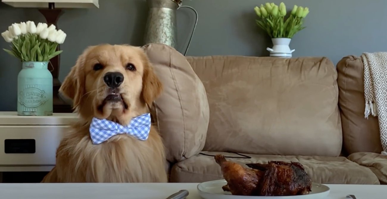 ゴールデンレトリーバー,動画