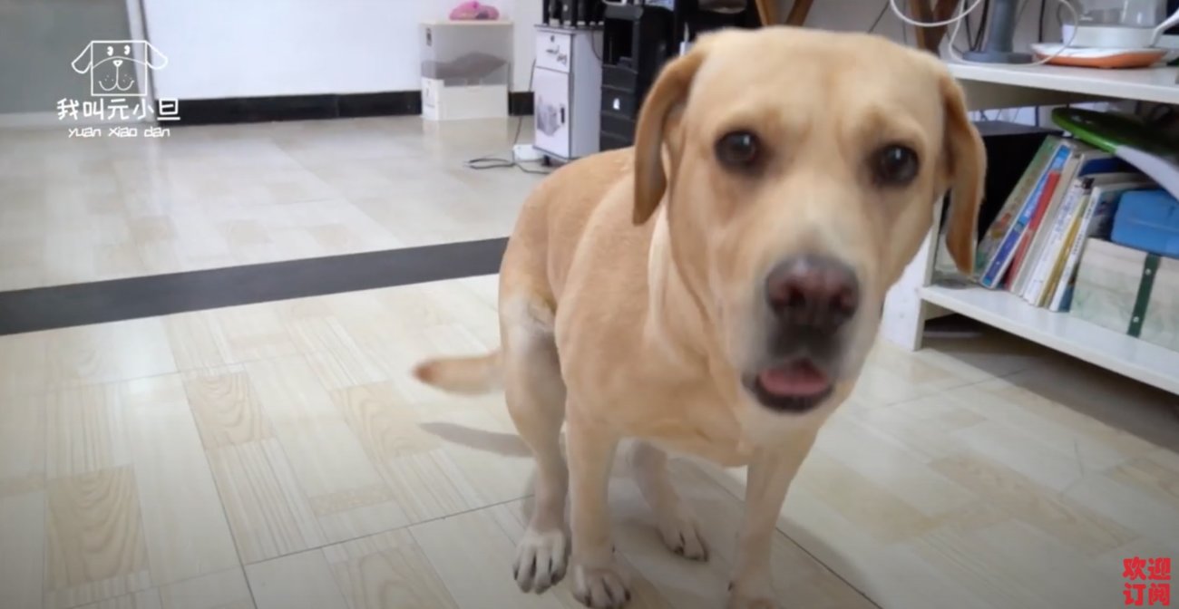 ラブラドールレトリーバー,動画