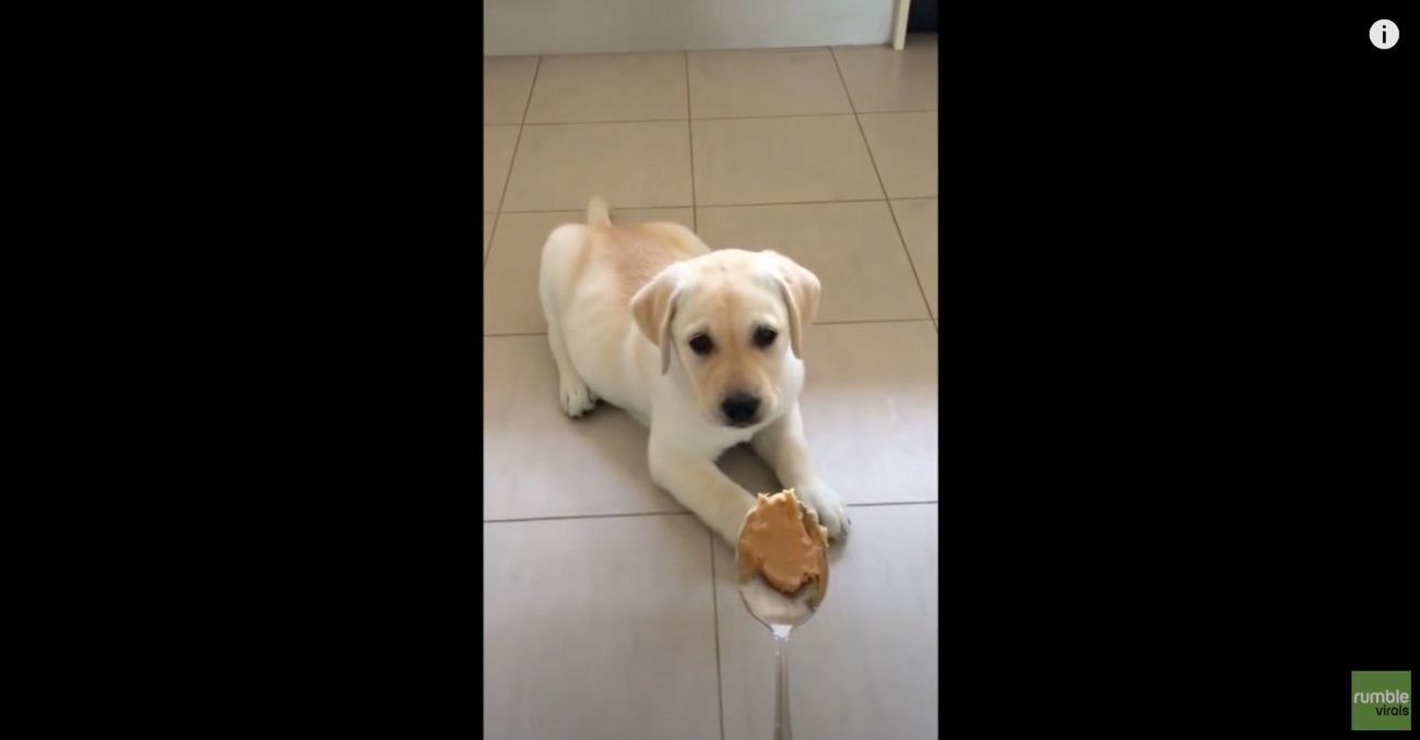 ラブラドールレトリーバー,動画