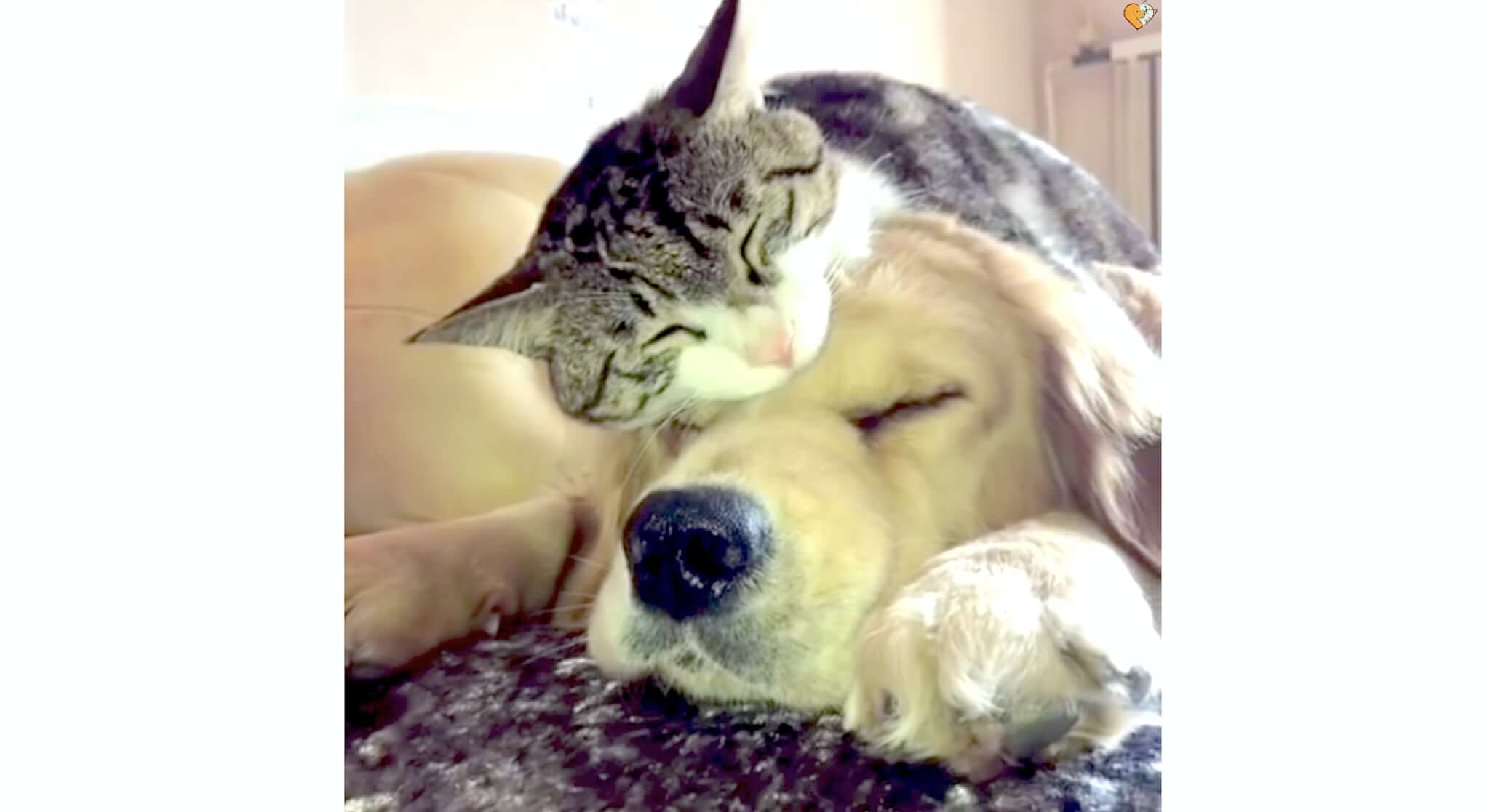 ゴールデンレトリーバー,動画