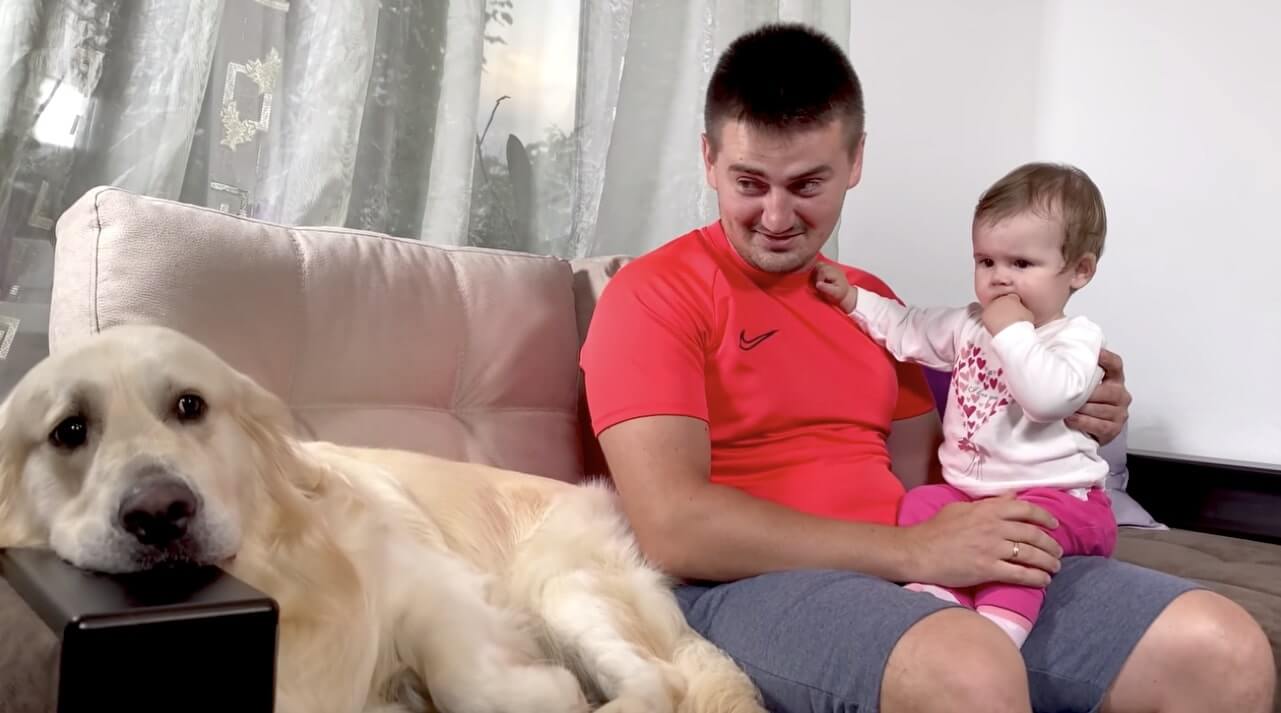 ゴールデンレトリーバー,動画