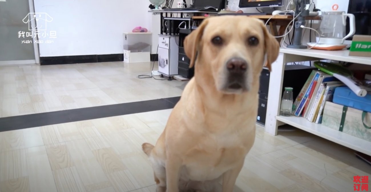 ラブラドールレトリーバー,動画