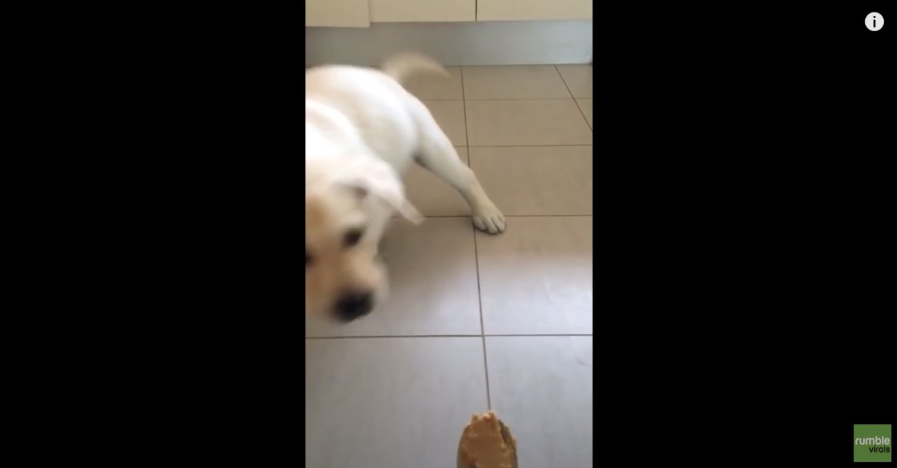 ラブラドールレトリーバー,動画