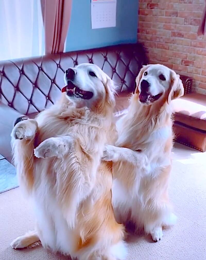 ゴールデンレトリーバー,動画