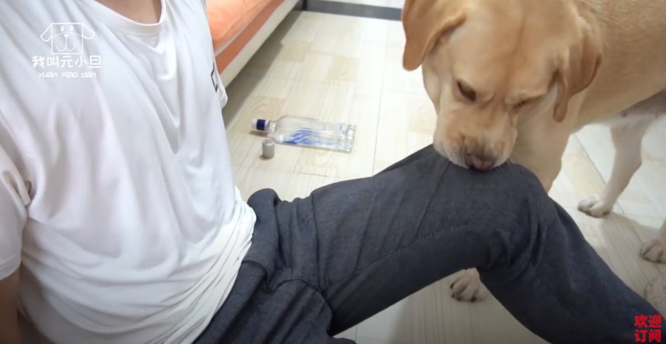 ラブラドールレトリーバー,動画