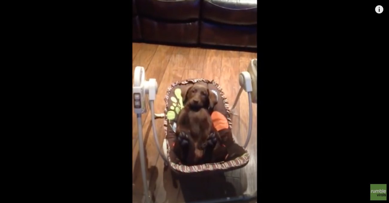 ラブラドールレトリーバー,動画