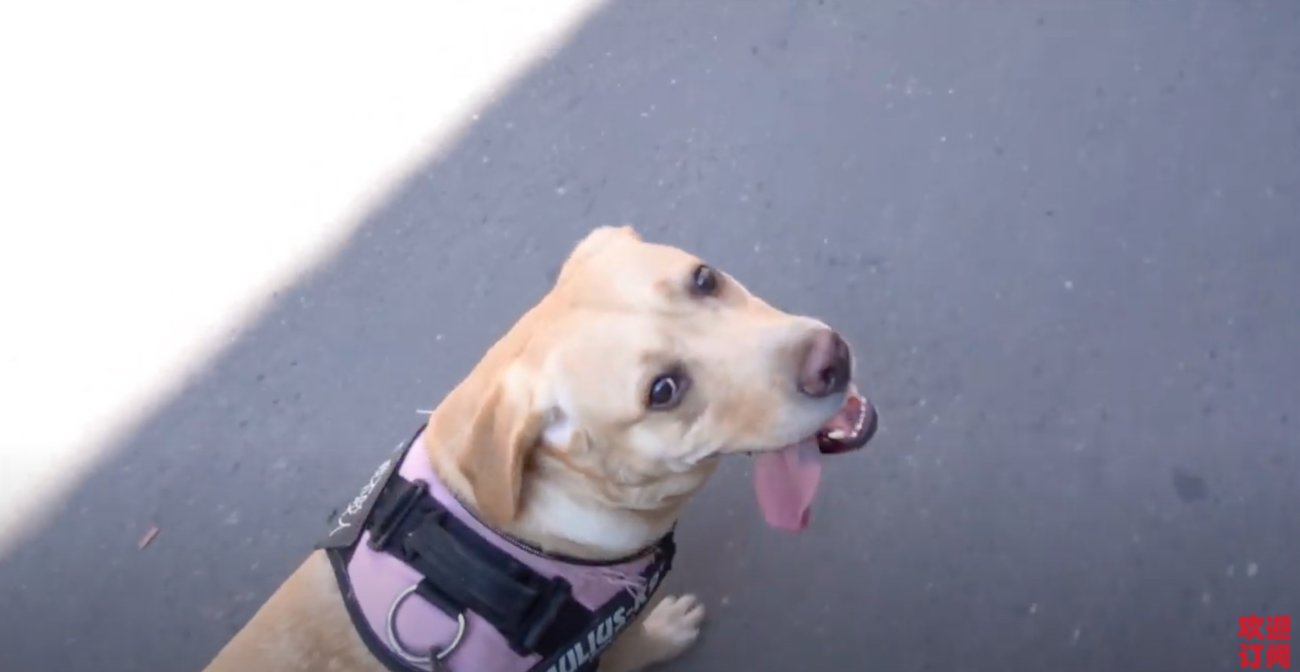 ラブラドールレトリーバー,動画