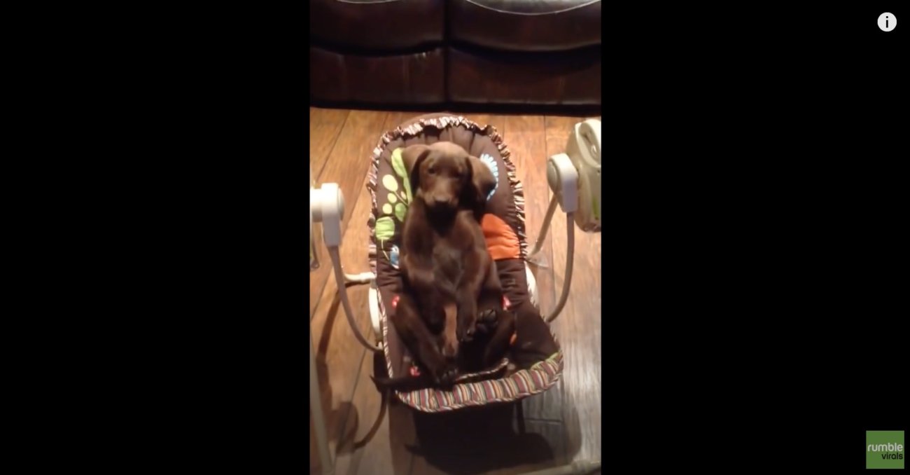 ラブラドールレトリーバー,動画