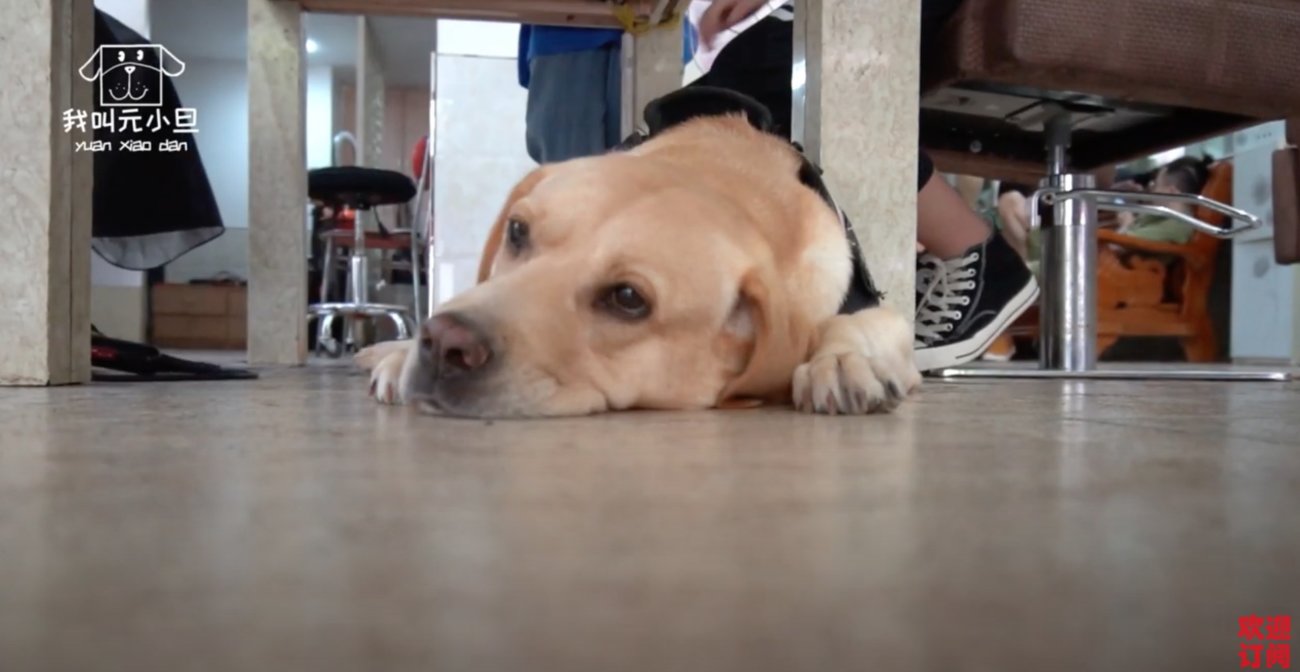 ラブラドールレトリーバー,動画