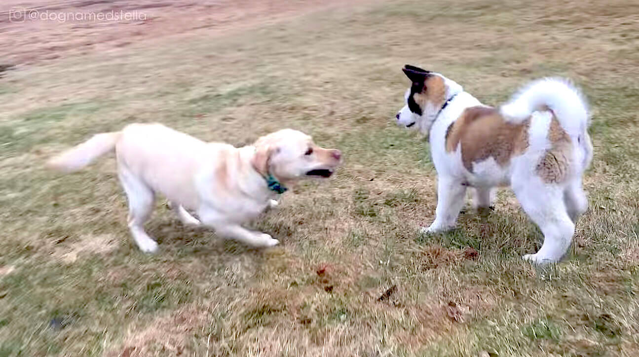 ラブラドールレトリーバー,動画