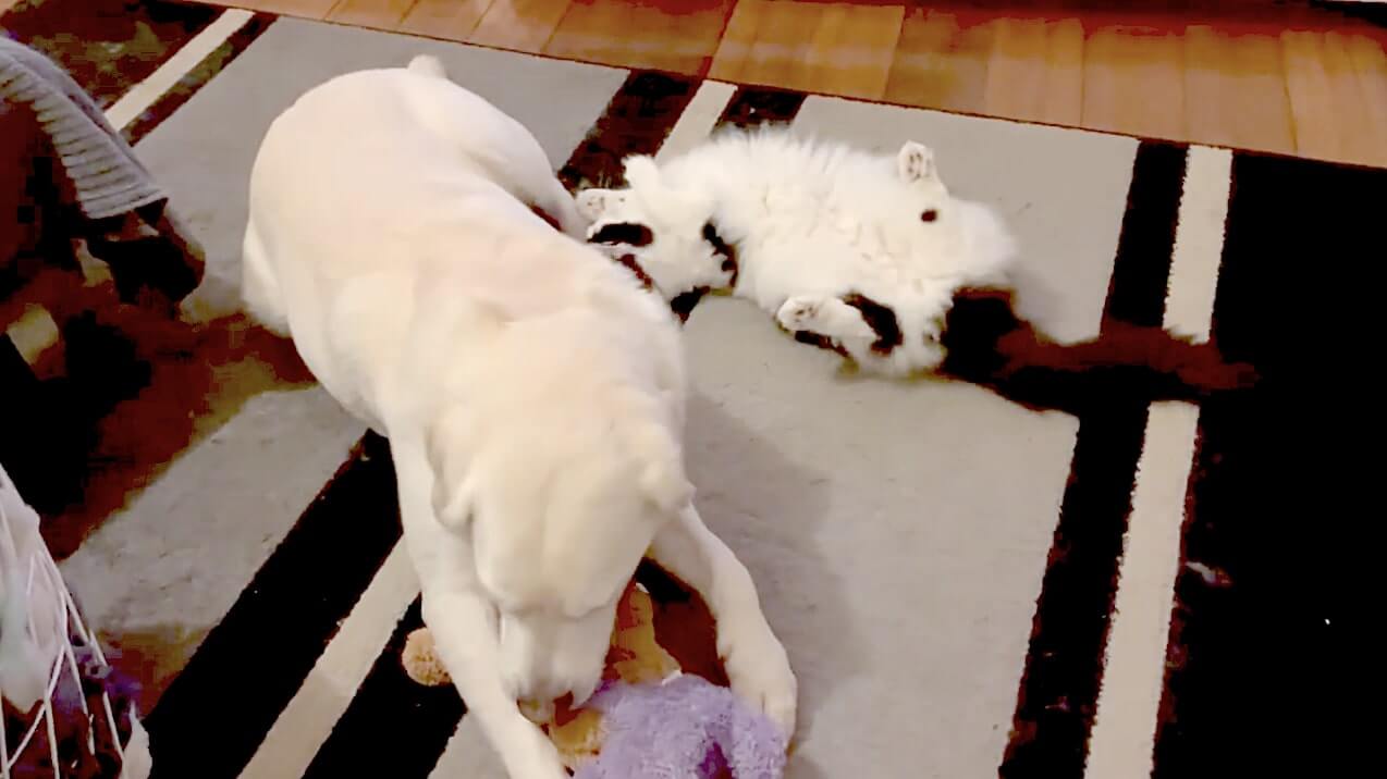 ラブラドールレトリーバー,動画