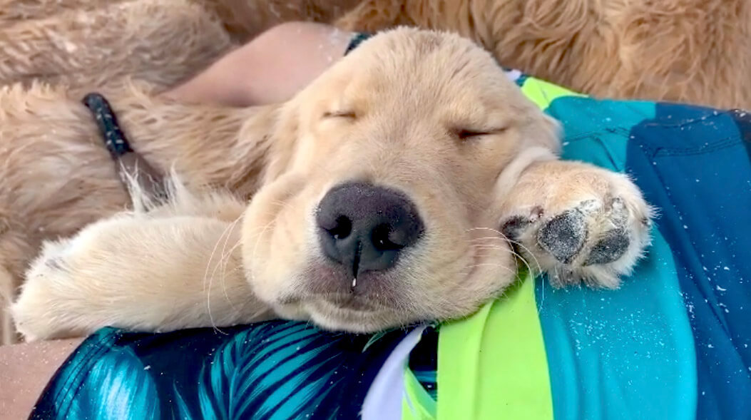 ゴールデンレトリーバー,動画