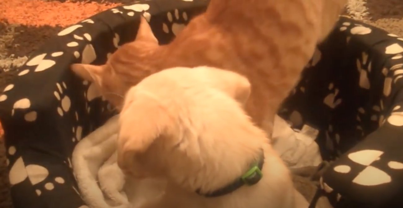 ラブラドールレトリーバー,動画