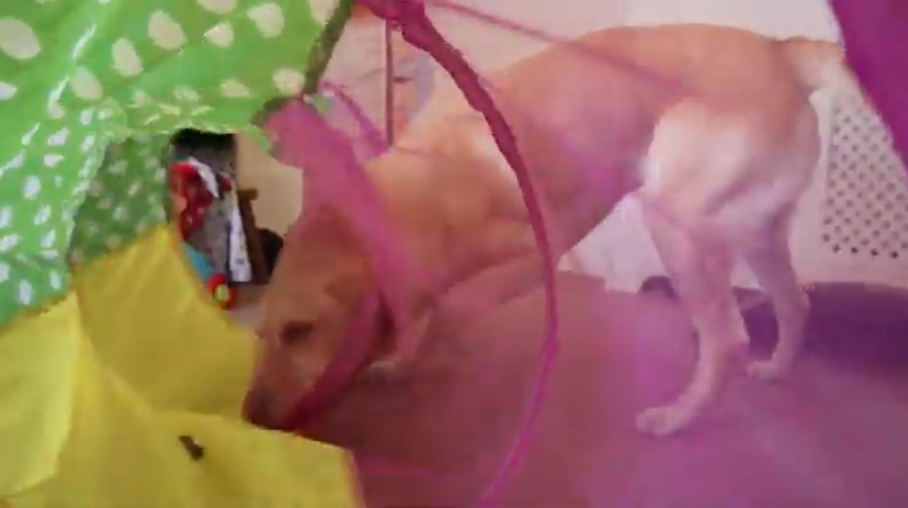 ラブラドールレトリーバー,動画