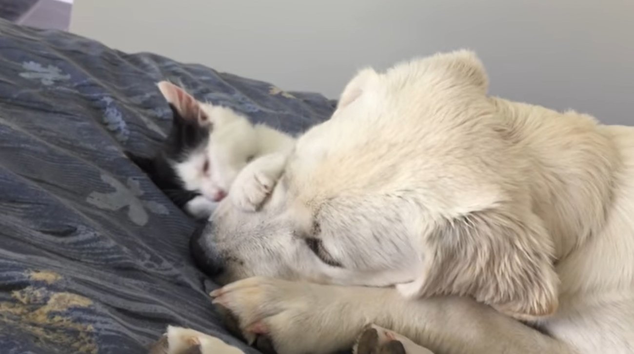 ラブラドールレトリーバー,動画