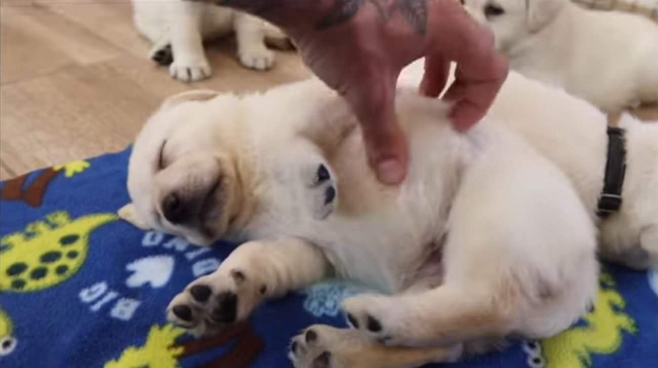 ラブラドールレトリーバー,動画