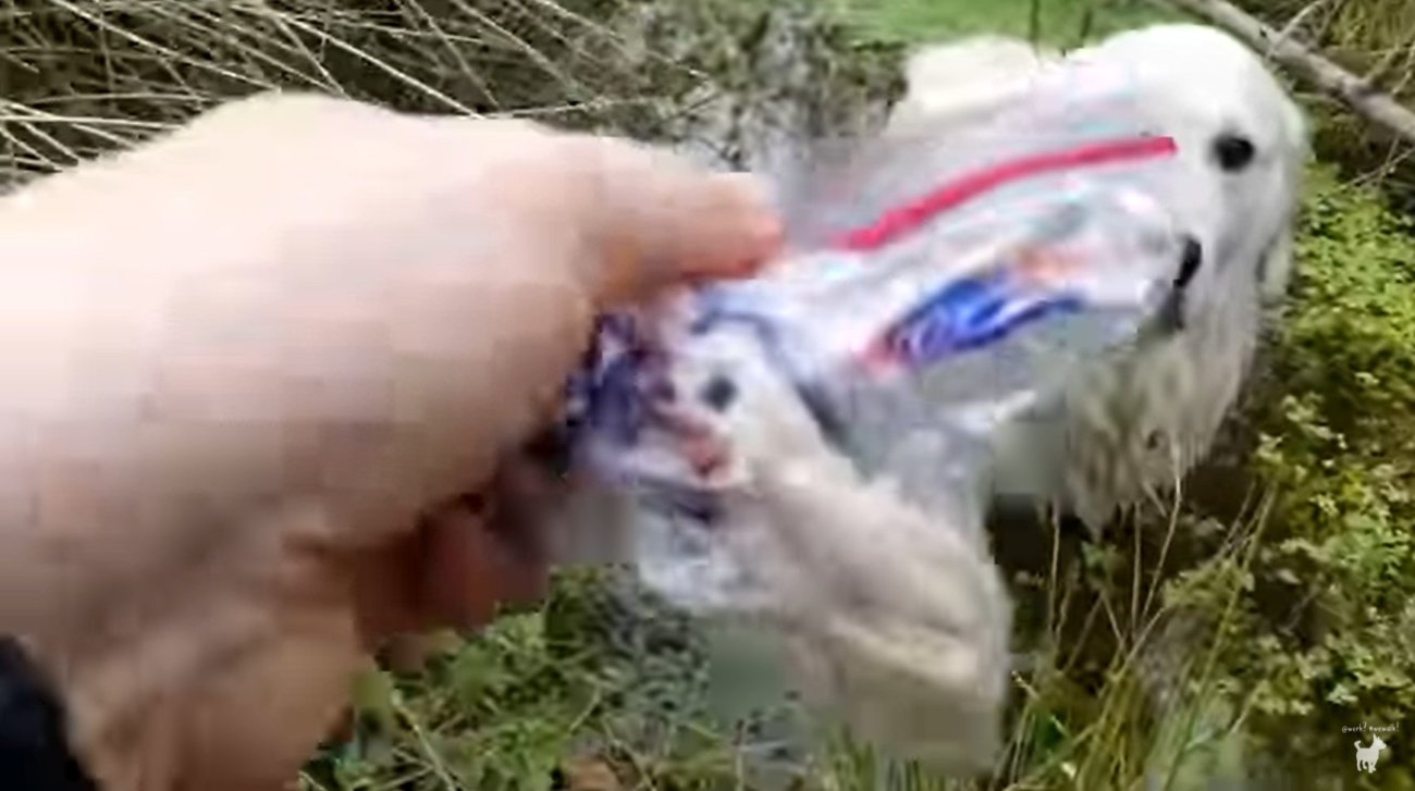 ゴールデンレトリーバー,動画