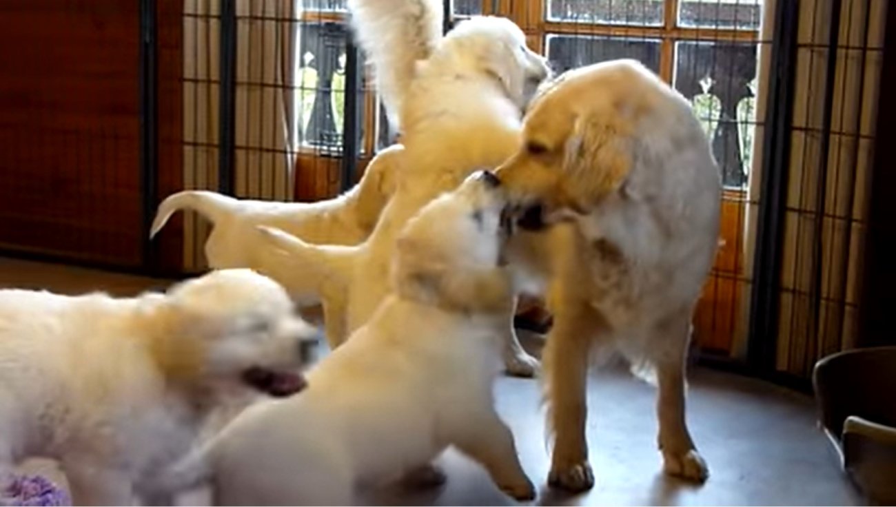 ゴールデンレトリーバー,動画