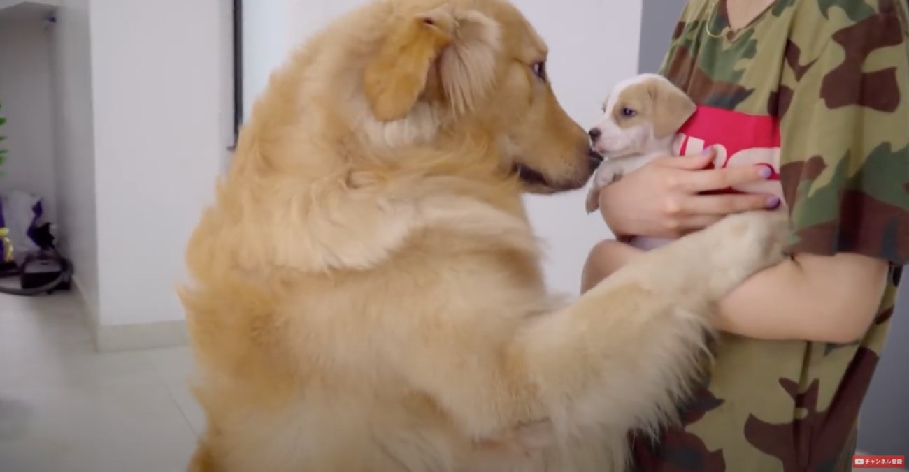 ゴールデンレトリーバー,動画