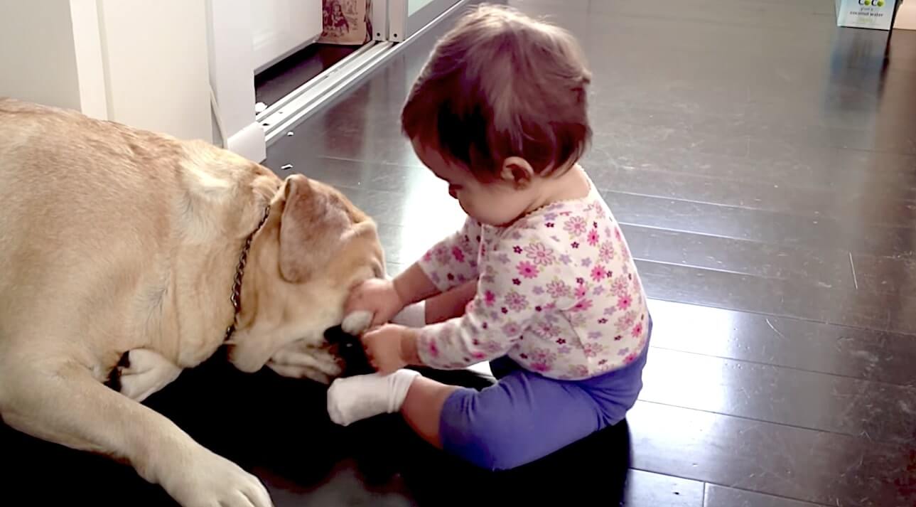 ラブラドールレトリーバー,動画