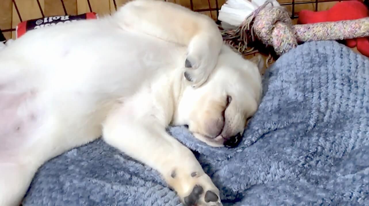 ラブラドールレトリーバー,動画