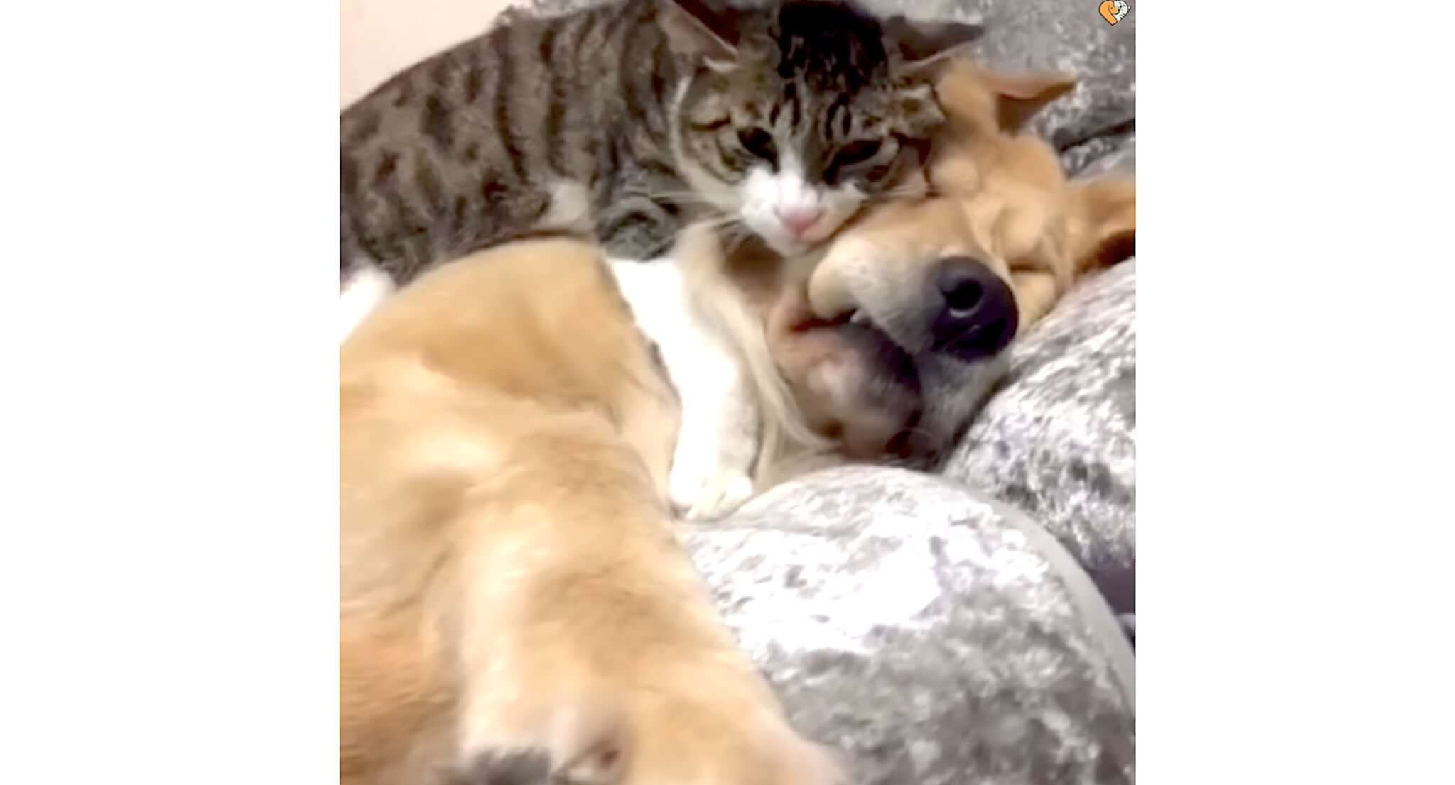 ゴールデンレトリーバー,動画