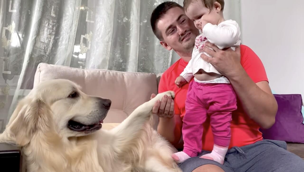 ゴールデンレトリーバー,動画