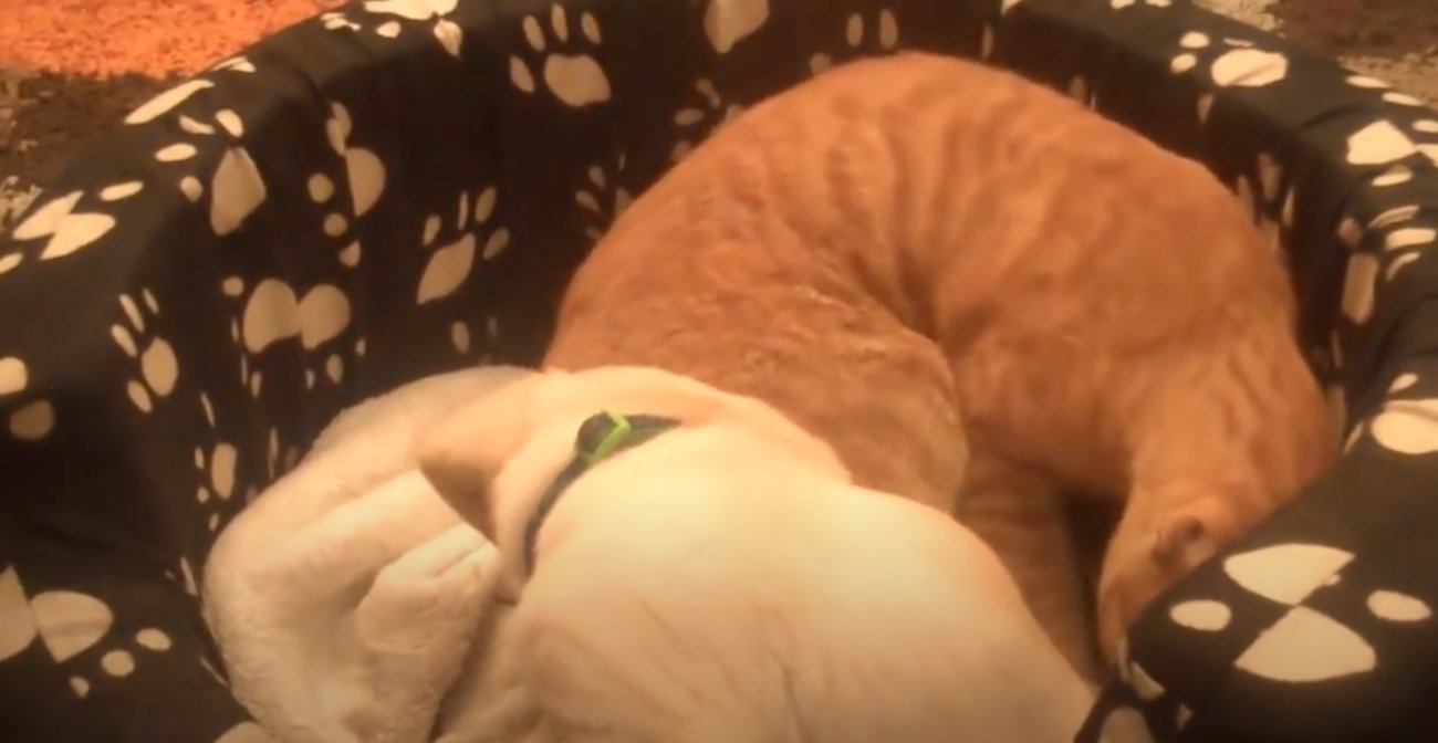 ラブラドールレトリーバー,動画