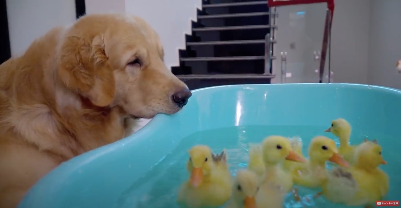 ゴールデンレトリーバー,動画