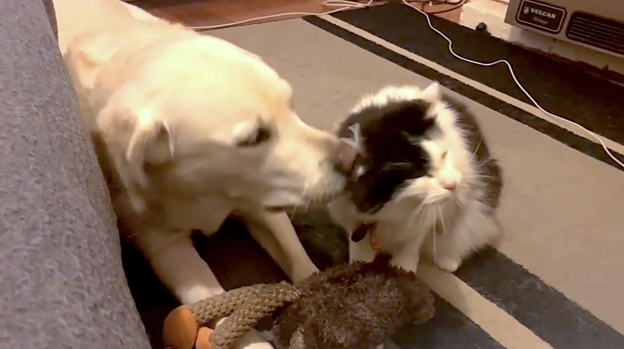 ラブラドールレトリーバー,動画