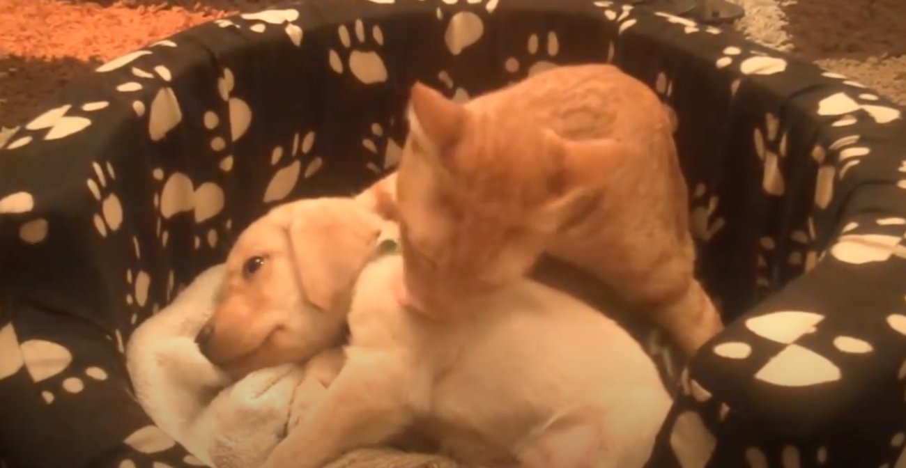 ラブラドールレトリーバー,動画