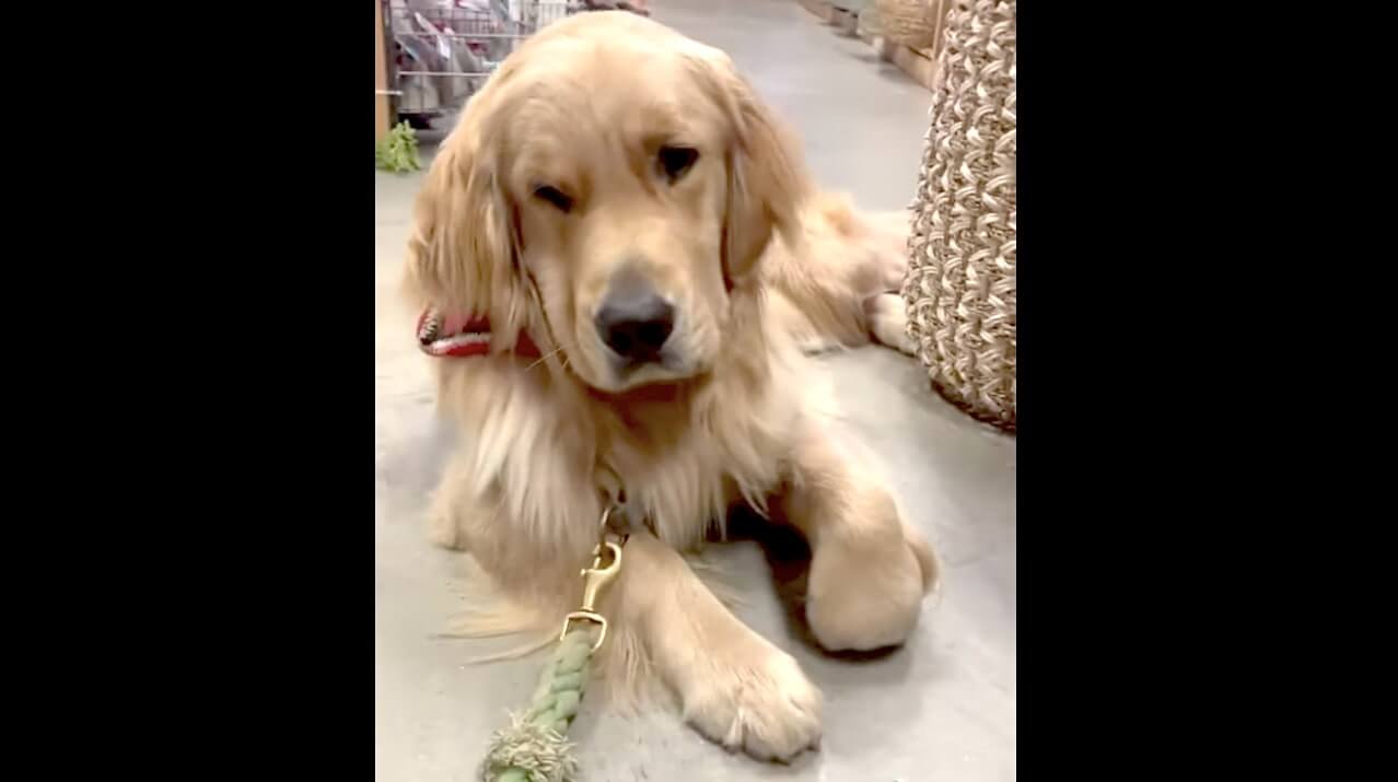 ゴールデンレトリーバー,動画