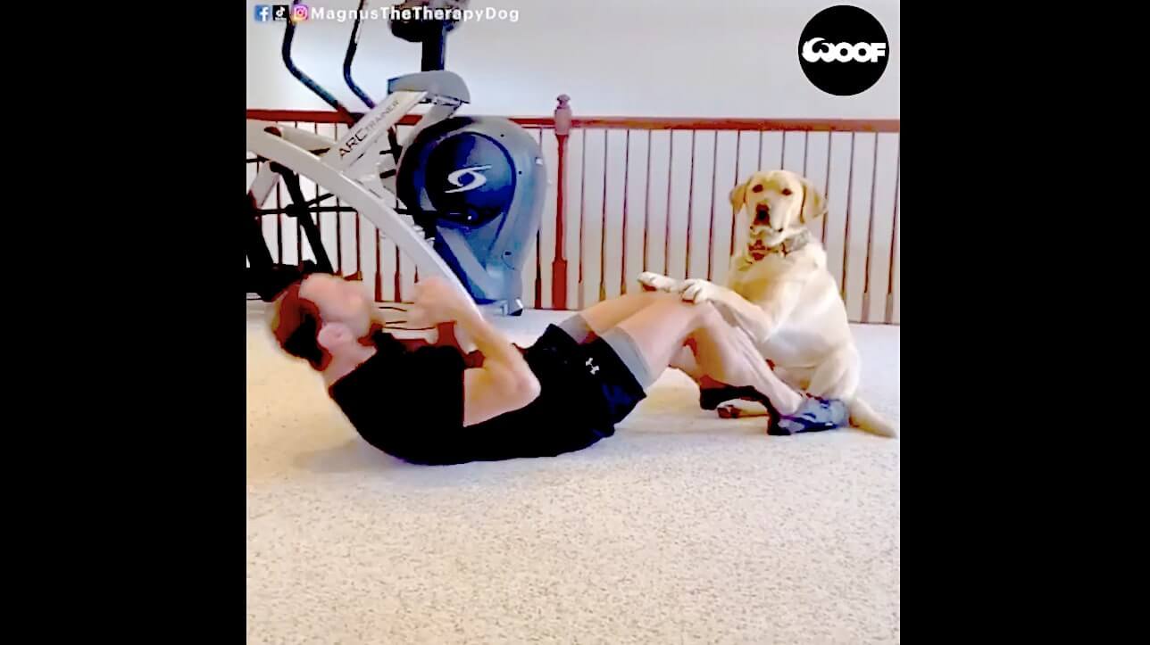 ラブラドールレトリーバー,動画