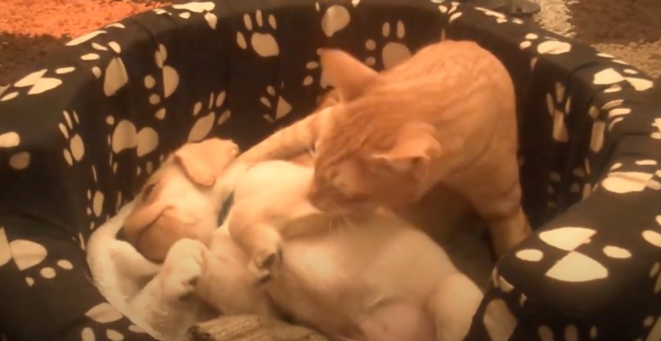 ラブラドールレトリーバー,動画