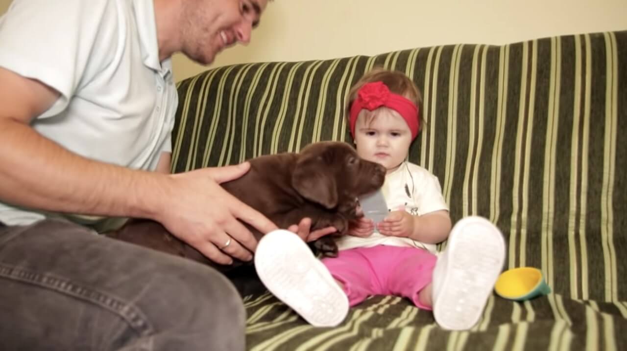 ラブラドールレトリーバー,動画