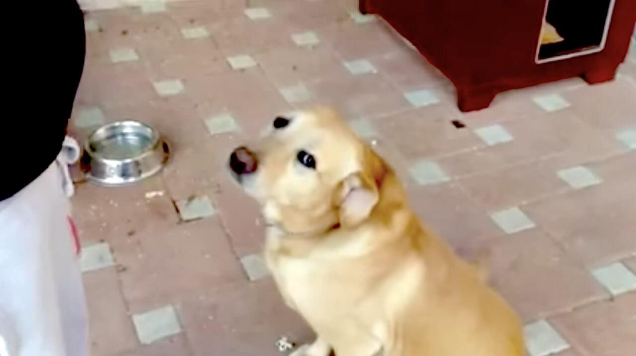 ラブラドールレトリーバー,動画